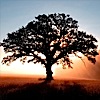 The Tree 10 by David Vernon, cc by/sharealike