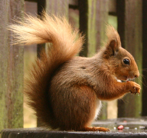 [Image: small-squirrel.jpg]